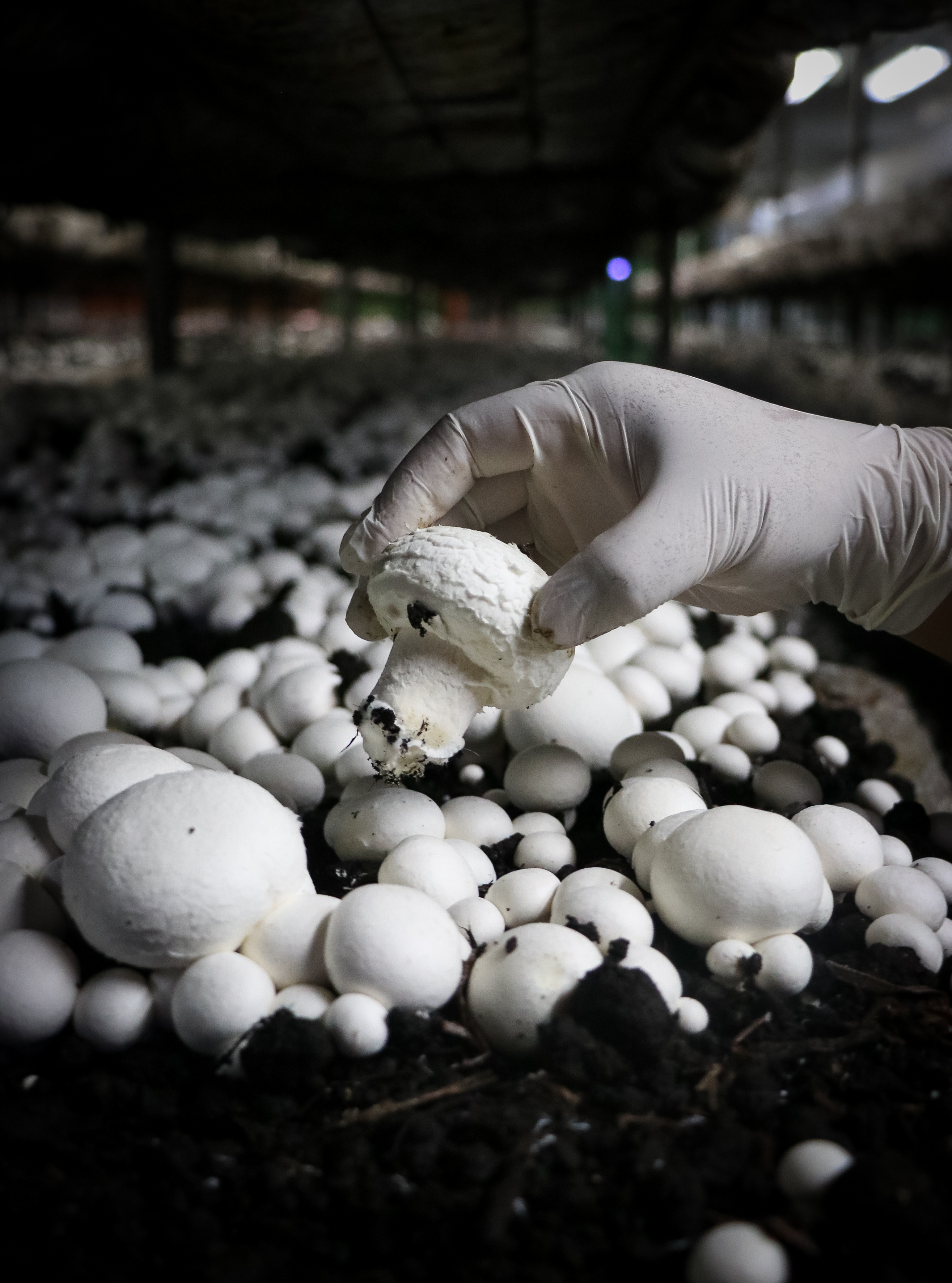 Cultivo de champiñones en Hongos Porto